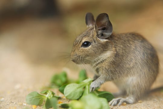 Experten raten, Degus in der Gruppe zu halten.