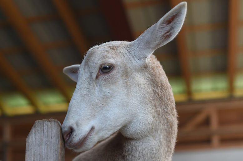 Die "Schiege" aus Deiderode Die "Schiege" aus Deiderode