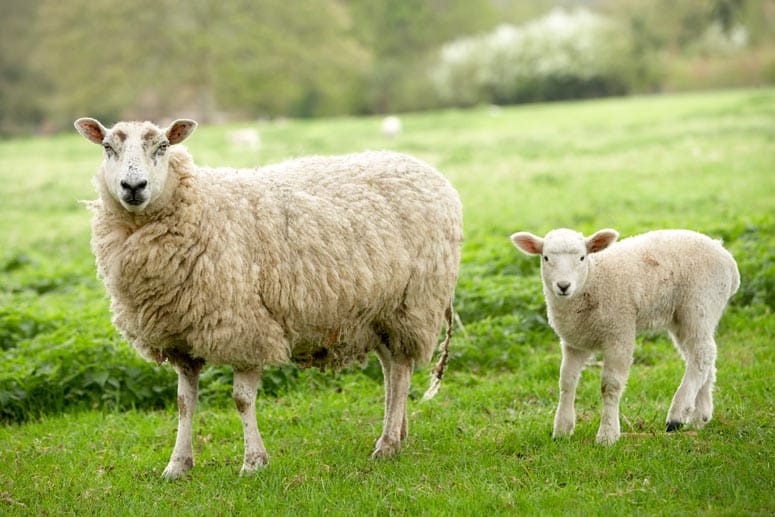 Die "Schiege" aus Deiderode Die "Schiege" aus Deiderode