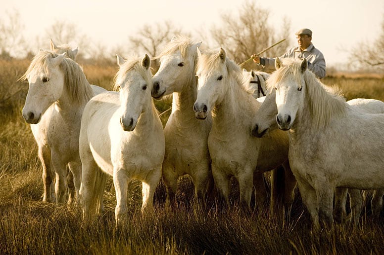 Die Camargue-Pferde sind die kleinen, robusten Hauspferde aus der Region.
