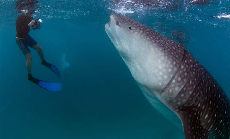 Zu den weltbesten Tauchrevieren zählen die Malediven im Indischen Ozean. An kaum einem anderen Ort finden Tauch-Begeisterte so eine reiche Flora und Fauna unter Wasser. Zu den Bewohnern des Nord Ari Atolls zählen zum Beispiel Mantarochen und Walhaie, mit mehr als zehn Metern Länge die größten Fische der Welt. Die scheuen Hammerhaie sichtet man am besten in den frühen Morgenstunden, wenn sie aus der Tiefe ans Riff schwärmen.