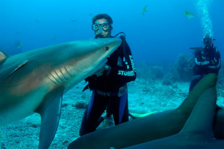 Für alle, die wahren Nervenkitzel suchen, sind die Bahamas ein ideales Tauchrevier. Hier können Reisende nämlich Riff- und Tigerhaien überaus nahe kommen. Darüber hinaus warten Tierarten wie Kraken und Karettschildkröten und beeindruckende Korallenbänke darauf, entdeckt zu werden.