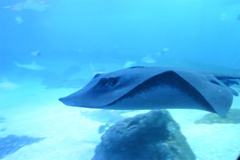 Eine nächtliche Begegnung mit Meeresbewohnern können Schnorchler auf der Hawaii-Insel Big Island erleben. Hier bringen Boote die Gäste nachts hinaus auf den Ozean, wo Mantarochen vom leuchtenden Plankton angezogen werden und Taucher die Unterwasserwelt bei Nacht erleben können.