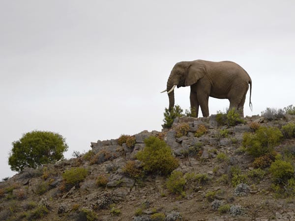Auch Elefanten befinden sich in dem Gebiet. Auch ihnen sollten Besucher nicht zu nah kommen.