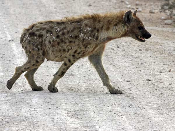 Eine Hyäne zieht entlang ihres Weges.