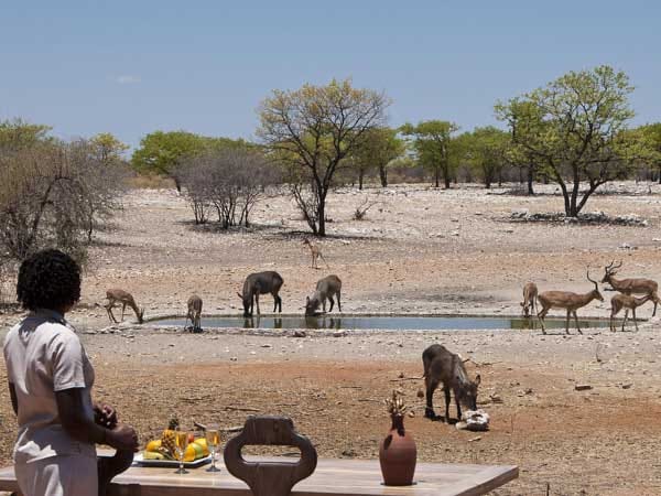 Direkt vor der Lodge-Terrasse liegt das Wasserloch als Anlaufpunkt für die Tiere des Reservats - von der Giraffe über Schakale bis zum Warzenschwein findet sich hier alles ein - natürlich auch Löwen.