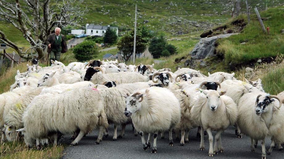 Verkehrsstau der besonderen Art: Immer wieder kreuzen auf den Hebriden Schafe den Weg.