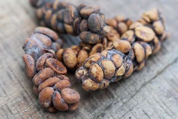 Kopi Luwak - so sehen die Kaffee-Bohnen nach der Verdauung durch die Zibetkatze aus. Ein eher grenzwertiger Genuss.