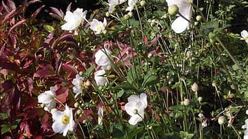 Weiße herbstblühende Anemonen und Pfingstrosen