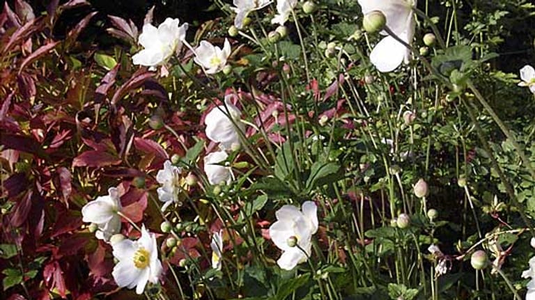 Weiße herbstblühende Anemonen und Pfingstrosen