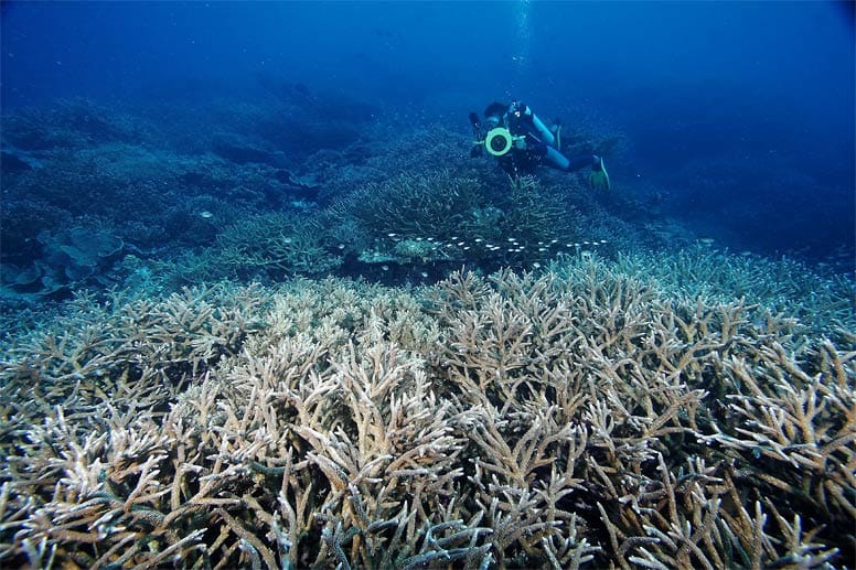 Die Bandas sind ein beliebtes Tauchrevier - die Korallenriffe dort gehören zu den gesündesten der Welt.