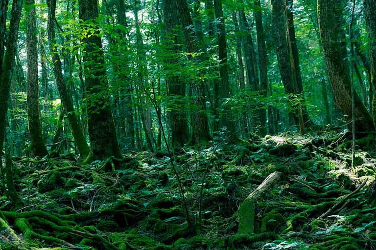 Nur wenige Sonnenstrahlen schimmern durch dichte Baumkronen auf weiches Moos. Zum Pilze sammeln kommt allerdings niemand in den Aokigahara Wald am Fuße des Mount Fuji. Seit den Fünfzigerjahren haben sich dort mehr als 500 Menschen das Leben genommen
