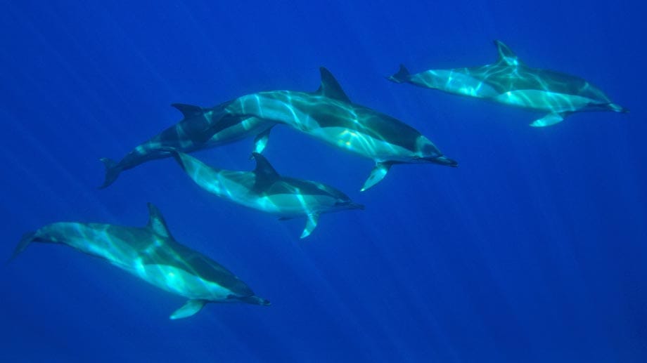 Die Delfinschwärme vor Faial und Pico zählen teilweise bis zu 500 Tiere.