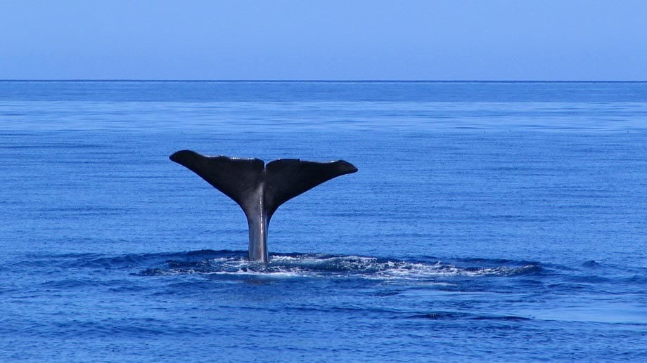 Die Azoren sind zudem einer der besten Plätze zum Whale Watching weltweit.