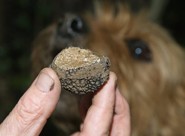 Bei der Trüffelsuche kommen oft Hunde zum Einsatz, die mit ihrem ausgeprägten Geruchssinn die kostbaren Knollen unter der Erde aufspüren können. Aber auch die "Trüffel-Schweine" sind bei der Suche sehr beliebt.