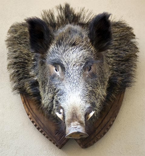 In Frankreich wollte ein Gast einen ausgestopften Wildschweinkopf einstecken. Das wurde verhindert, doch später kauften seine Freunde das Stück und schenkten ihm es zur Hochzeit.