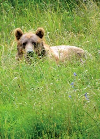 Selbst Bären bekommen die Passagiere auf dem Kreuzflug zu sehen - auf der Insel Kodiak vor Alaska.
