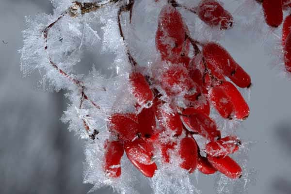 Die leuchtend roten Beeren der Berberitze bleiben zum Teil noch bis in den Winter hinein am Strauch hängen.