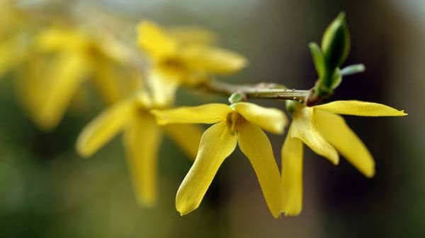 Auch Forsythien eignen sich als Barbarazweig.