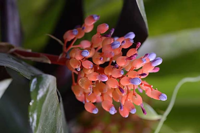 Aechmea miniata
