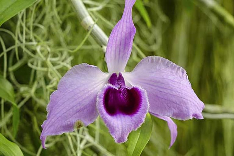 Cattleya