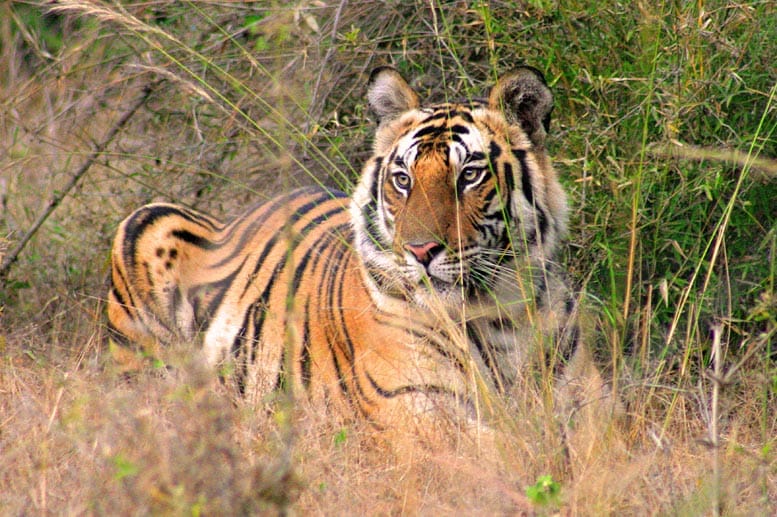 Mehr als 50 Tiger gibt es im Ranthambhore Nationalpark.