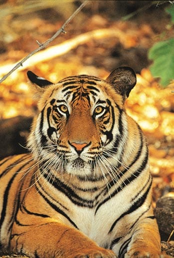 Von Rangern geschützt, streunen derzeit mehr als 50 Königstiger durch den Ranthambhore Nationalpark.