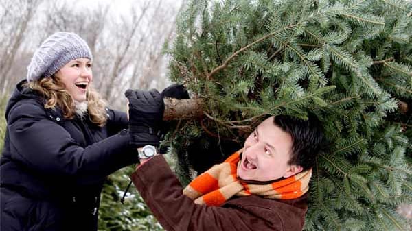 Weihnachtsbaum-Tipps