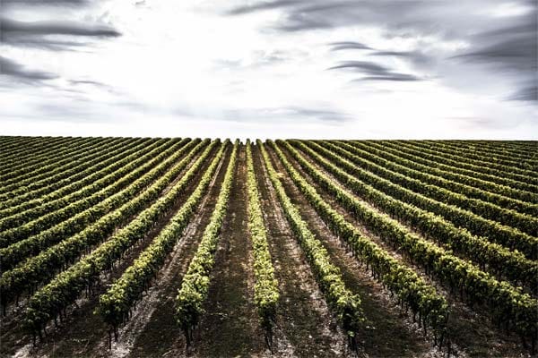 Die Weinberge der Region Cognac gelten als die besten der Grande Champagne. Ausschließlich Trauben von hier werden in der Regel für die besten Cognacs verwendet.