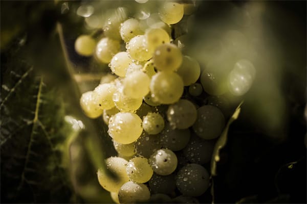 Die Rebsorte Ugni Blanc dominiert in der Region. Aus ihr werden normalerweise nur einfache Weißweine gekeltert. Für die Cognac-Herstellung bringt sie aber die idealen Eigenschaften mit.
