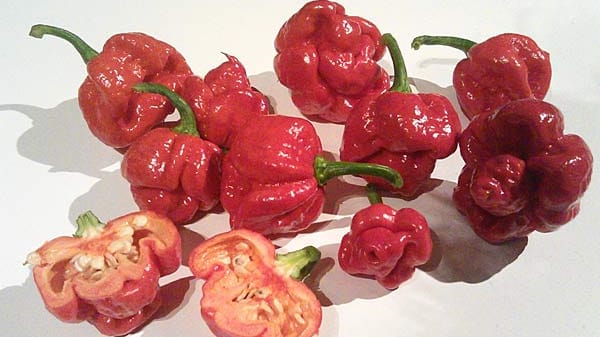 Bis 2013 die schärfste Chili der Welt: Die "Trinidad Moruga Scorpion" (im Bild) mit krachigen zwei Millionen Scoville-Einheiten Schärfe wurde von der amerikanischen Züchtung "Carolina Reaper" mit 2,2 Millionen Einheiten abgelöst.