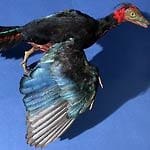 Wissenschaftlicher Durchbruch 2014: Dinosaurier-Vogel-Wandlung