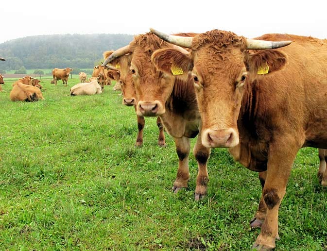 2013 hat die Europäische Kommission den Weideochsen vom Limpurger Rind in die Liste der geschützten Ursprungsbezeichnungen aufgenommen. Fleisch, das die EU-Kennzeichnung trägt, stammt daher tatsächlich aus der Region.