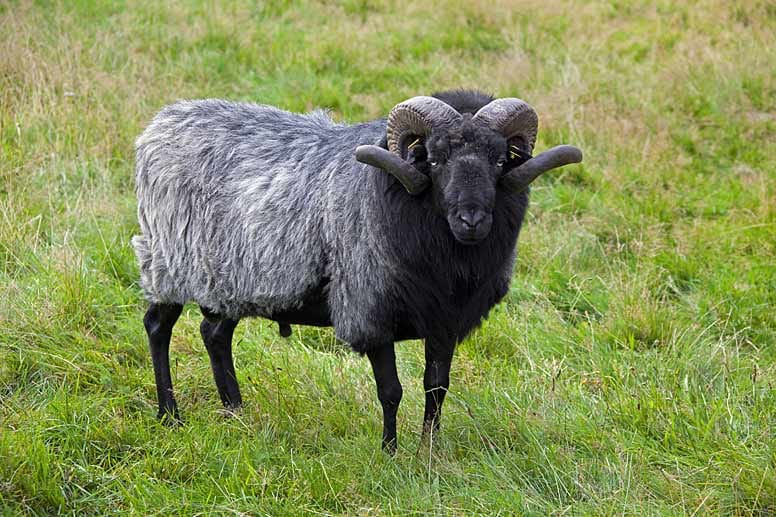 Ursprungsgeschützt ist auch das Fleisch der Lüneburger Heidschnucken. Ebenso seine lange, strähnige Wolle, die für grobe Gewebe wie zum Beispiel Teppiche verwendet wird.