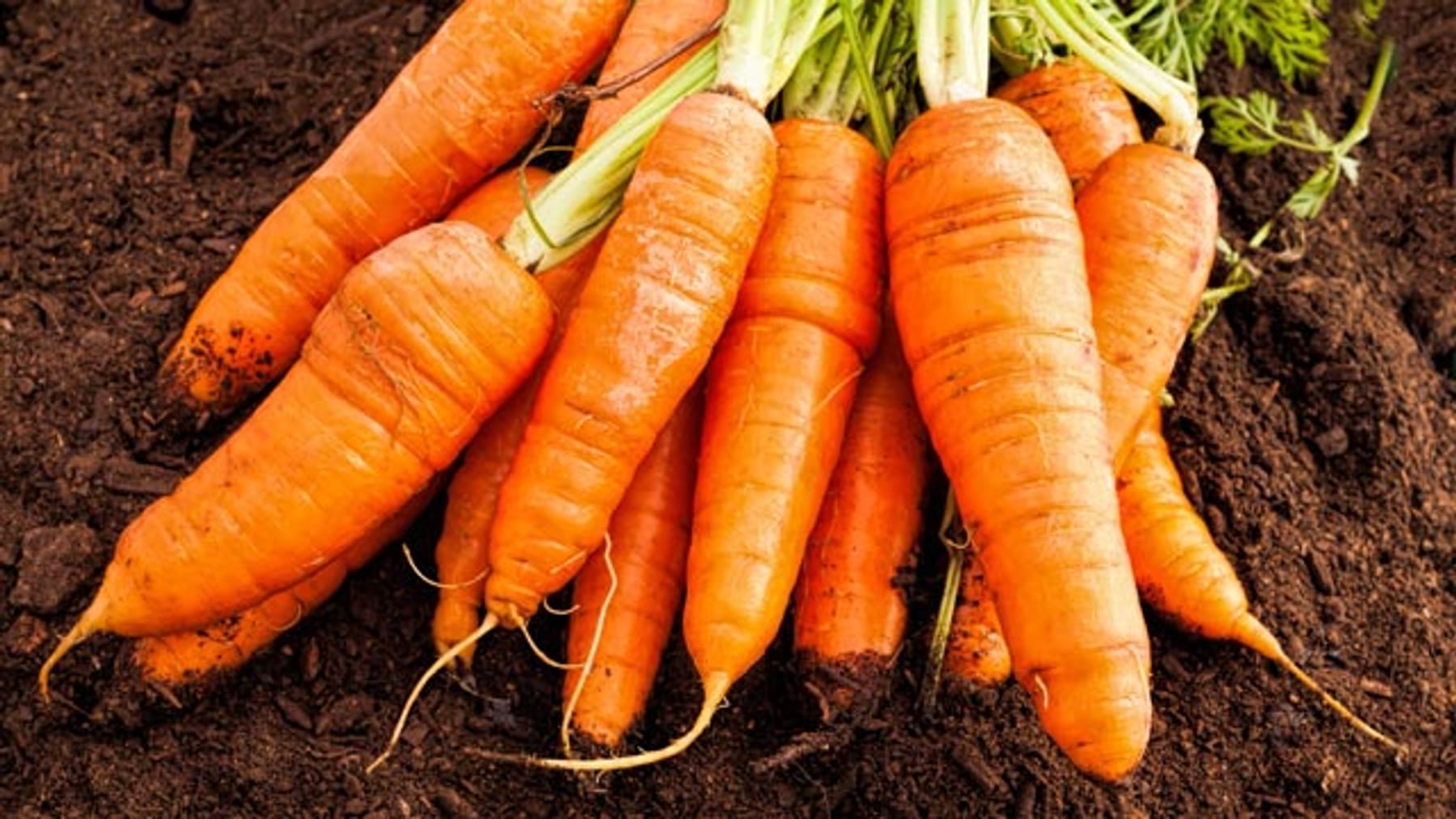 Karotten pflanzen: Knackiges Gemüse aus dem Garten