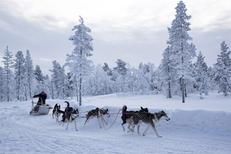 Die Huskies geben alles und so zischt der Schlitten durch die Winterlandschaft Lapplands.