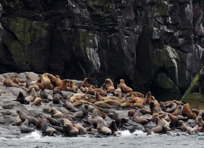 Seelöwen ruhen auf den Felsen der Insel Brat Tschirpojew. Auf den Kurilen leben auch Seeotter, Robben und viele Vogelarten.