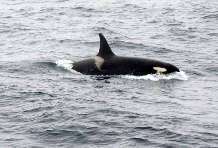 Mit Glück erblicken Kreuzfahrer auch die "Killerwale" genannten Orcas.