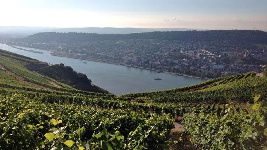 Blick ins Rheintal: Hier wächst der Riesling, aus dem Jörn Goziewski seine Orange Wines produziert.