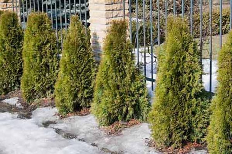 Thuja