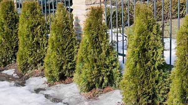 Thuja