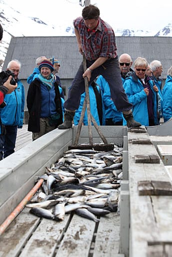 Einblicke in die Arbeit der Fischer bekommen Urlauber in Siglufjördur.