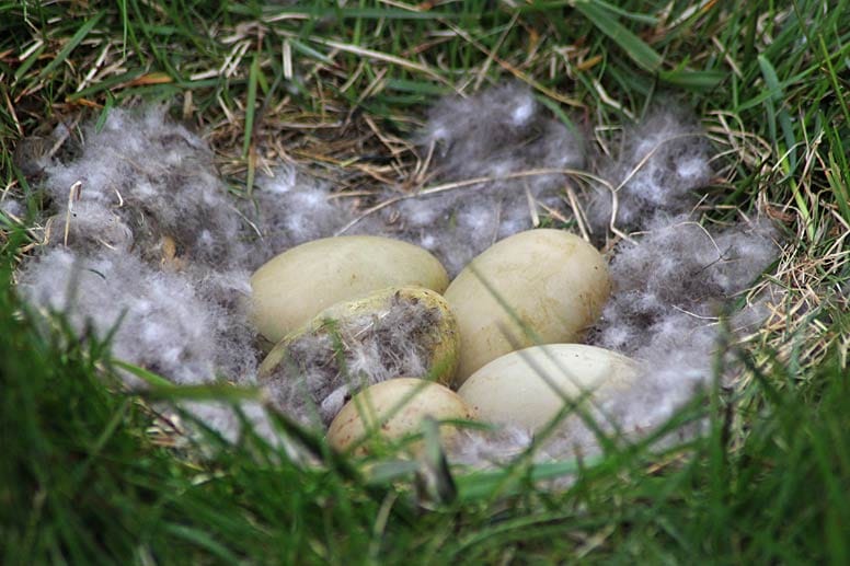 Wertvolles Gut: Auf Vigur sammelt Familie Salvar die Daunen der Eiderenten von deren Nestern.