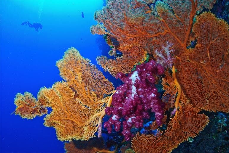 Korallen und Fische: Die Unterwasserwelt von Palau ist ein Traum für Taucher und Schnorchler.