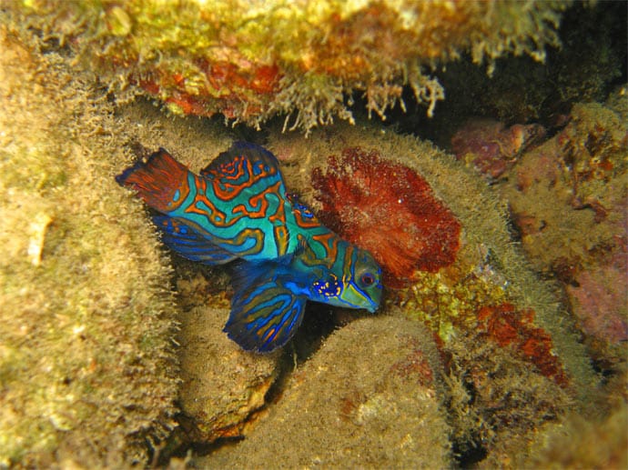 Ein Highlight für Unterwasserfotografen sind die bunt gefärbten Mandarinfische.