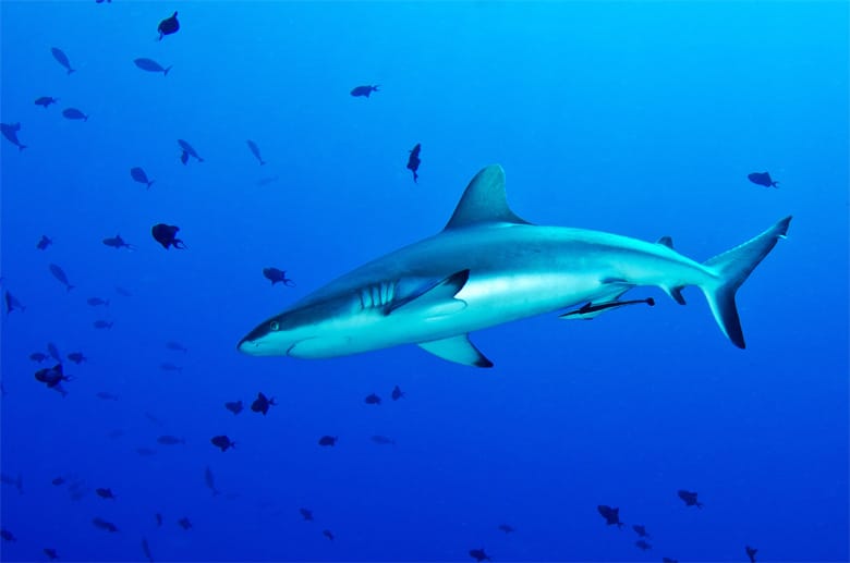 Kein Grund zur Panik: Die Grauen Riffhaie vor Palaus Inseln interessieren sich mehr für Muränen und Doktorfische als für Menschen.