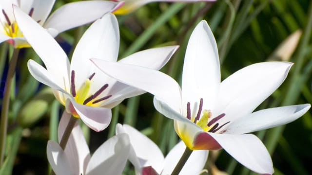 Diese schneeweiße Wildtulpen-Art nennt sich Tulipa bifloriformis.