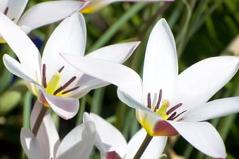 Diese schneeweiße Wildtulpen-Art nennt sich Tulipa bifloriformis.