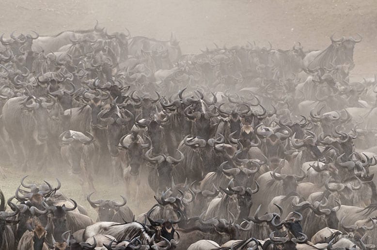 Ein faszinierendes Naturschauspiel geht alljährlich zwischen Nordtansania und Kenia über die Bühne der Savanne.