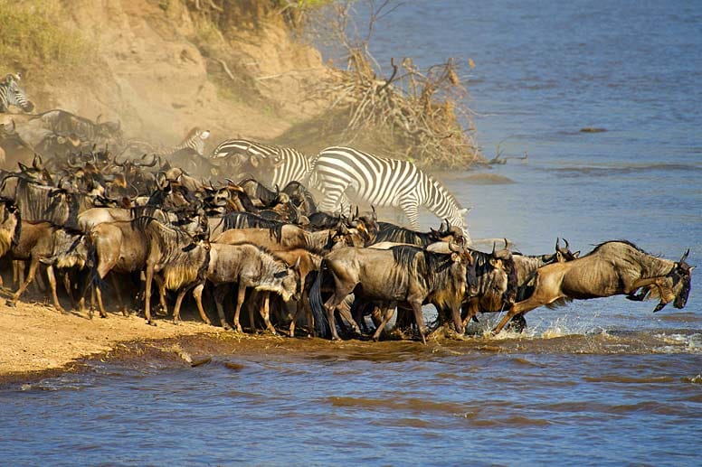 Rund 1,2 Millionen Streifengnus, Weißbartgnus sowie 200.000 Zebras und 400.000 Gazellen, Topis und Elenantilopen wandern gegen Ende Juni bei Einsetzen der Trockenzeit in riesigen Herden durch die Serengeti. Dabei überqueren sie den Mara River.